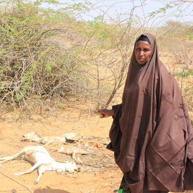 "Tørken har allerede dræbt nogle af vores husdyr, som vi er afhængige af for at overleve," fortæller 37-årige Amina. DRC Somalia