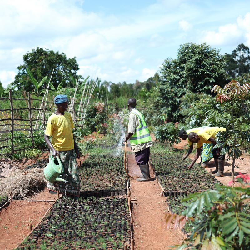Bæredygtig planteskole i Kigoma-regionen i Tanzania - tæt på flygtningelejren Nyarugusu. 