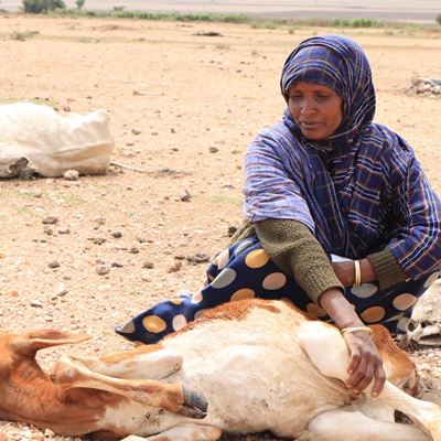 Afrikas Horn: Familier flygter i desperat jagt på mad