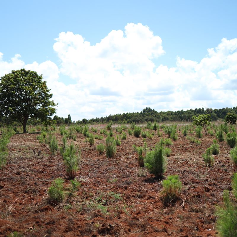 Træplantning er bare ét ud af flere klimatiltag i Tanzania. 