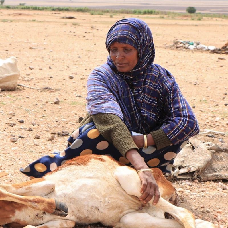 Tørken på Afrikas Horn forårsager sygdom og død blandt både mennesker og deres livsvigtige husdyr. Næsten 2,3 millioner har forladt deres hjem i desperat søgen efter mad, vand og græsgange til dyrene, som ofte er deres eneste kilde til mælk, kød og et minimum af indtægt.  DRC